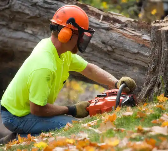 tree services Oswego